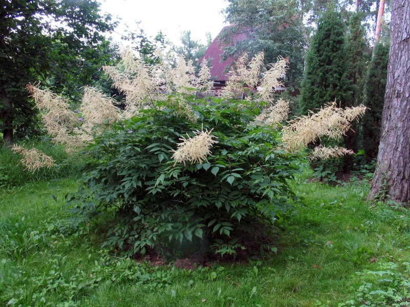 Рябинник рябинолистный (Sorbaria sorbifolia)