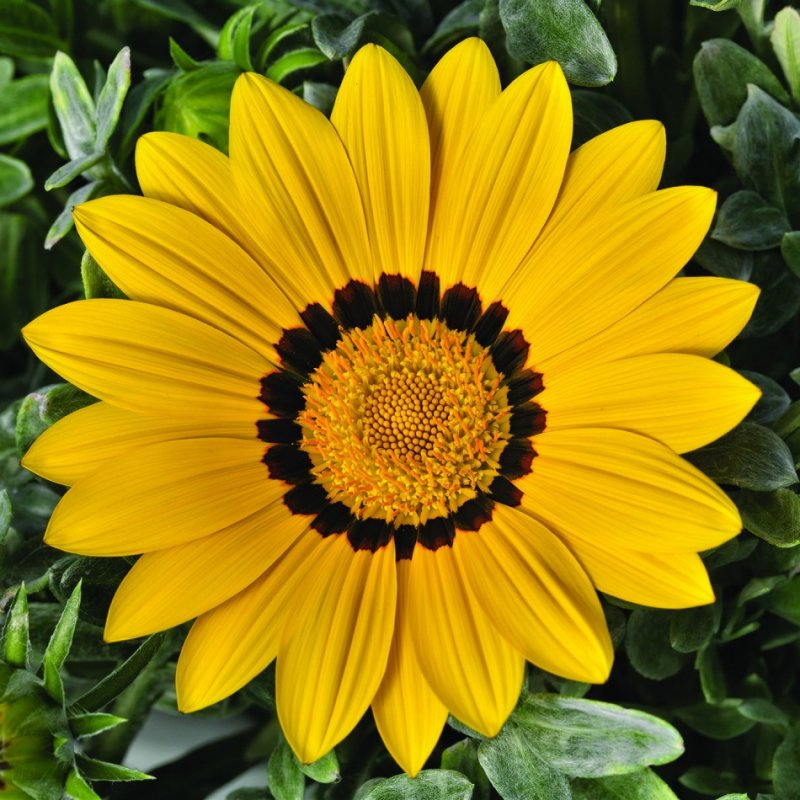 Гацания New Day Yellow