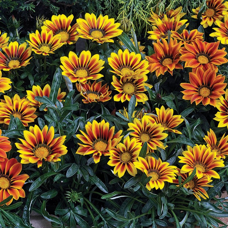 Газания гибридная (Gazania hybrida)