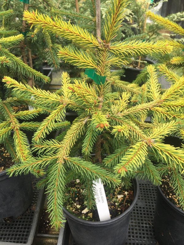 Picea Abies 'Gold Drift'