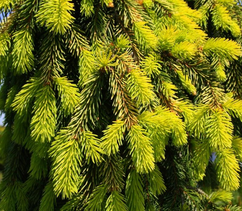 Picea Abies 'Gold Drift'