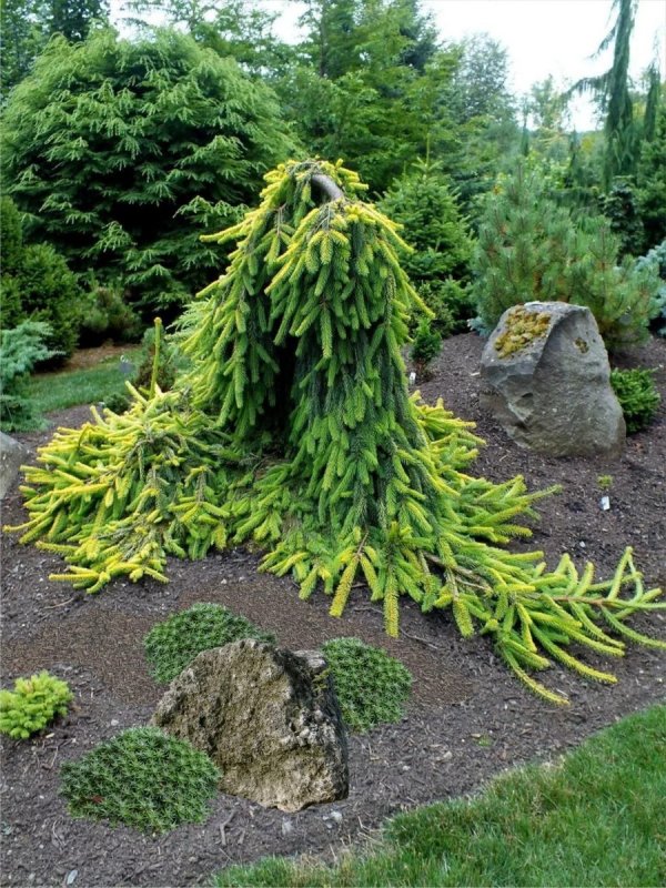 Ель Abies 'Gold Drift'