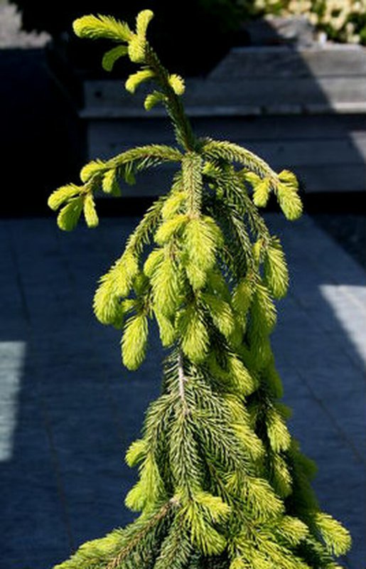 Ель Abies Norrkoping