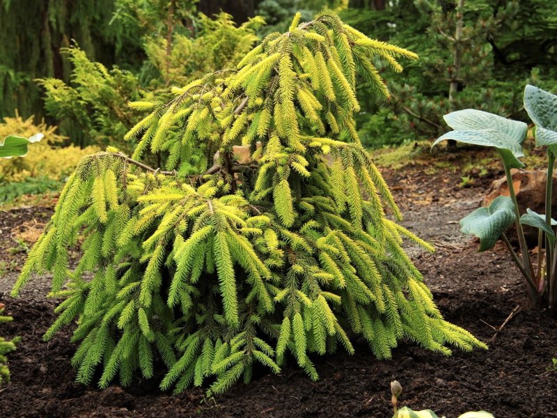 Ель обыкновенная Picea Abies 'Gold Drift'