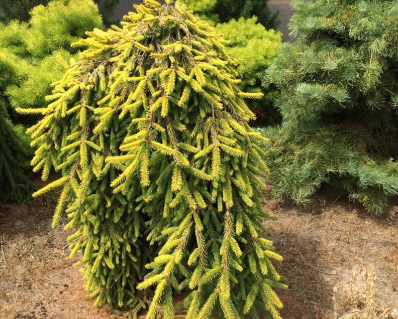 Picea Abies Голд дрифт