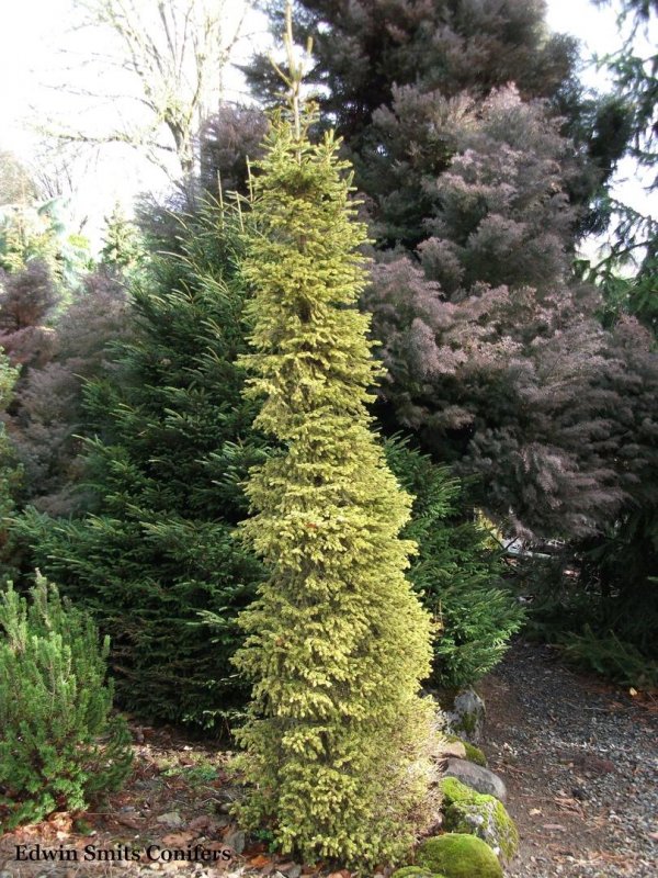 Picea (ель) Abies Frohburg