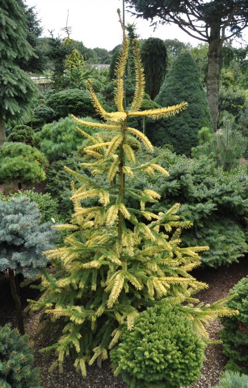 Ель Picea Abies Gold Drift