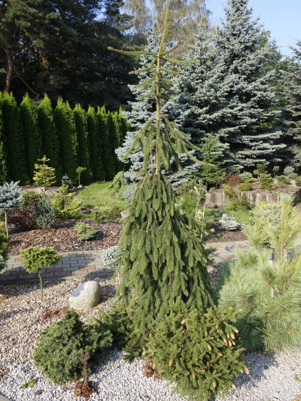 Ель Picea Abies Gold Dust