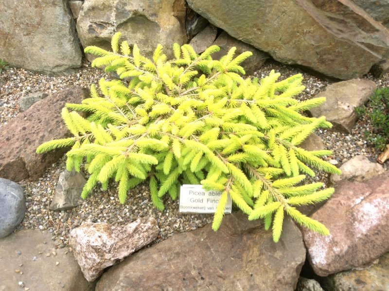 Picea Abies Gold Star