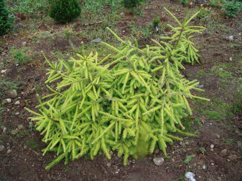 Picea Abies Vermont Gold