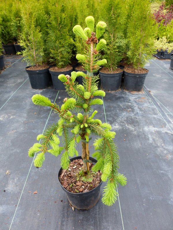 Picea Abies Голд дрифт