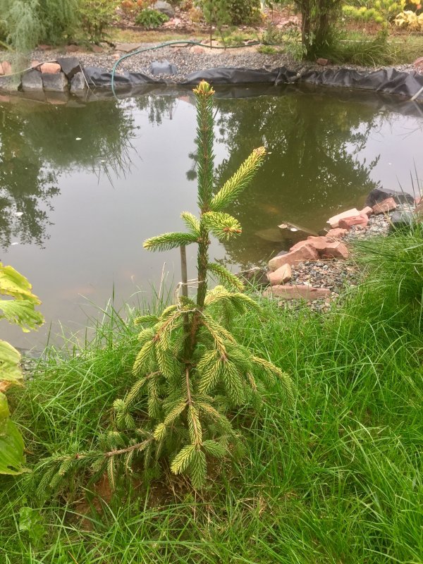 Ель обыкновенная Picea Abies Vermont Gold