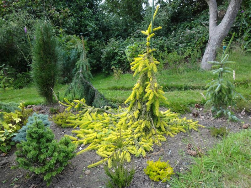 Picea Abies 'Gold Drift'