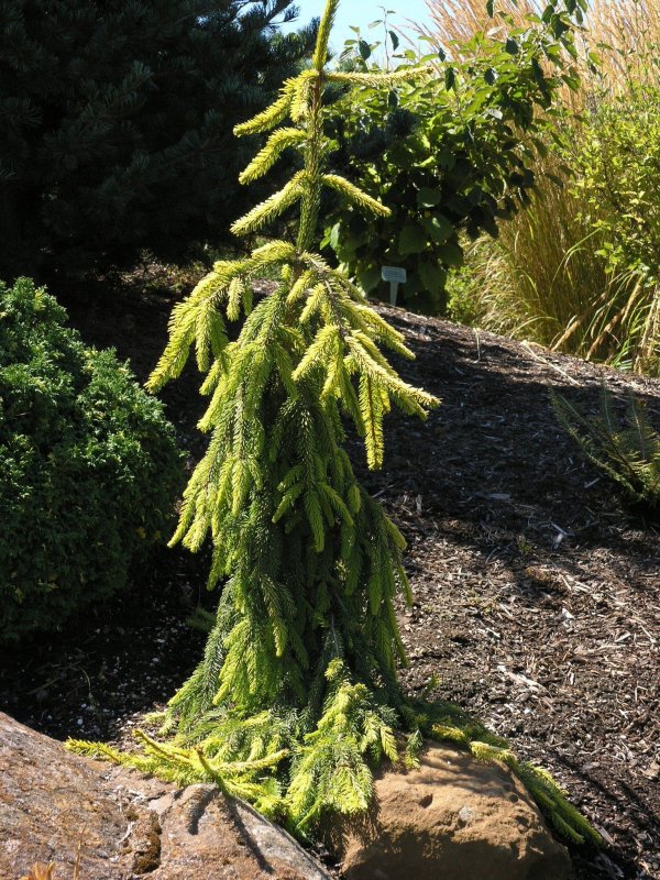 Picea Abies Голд дрифт