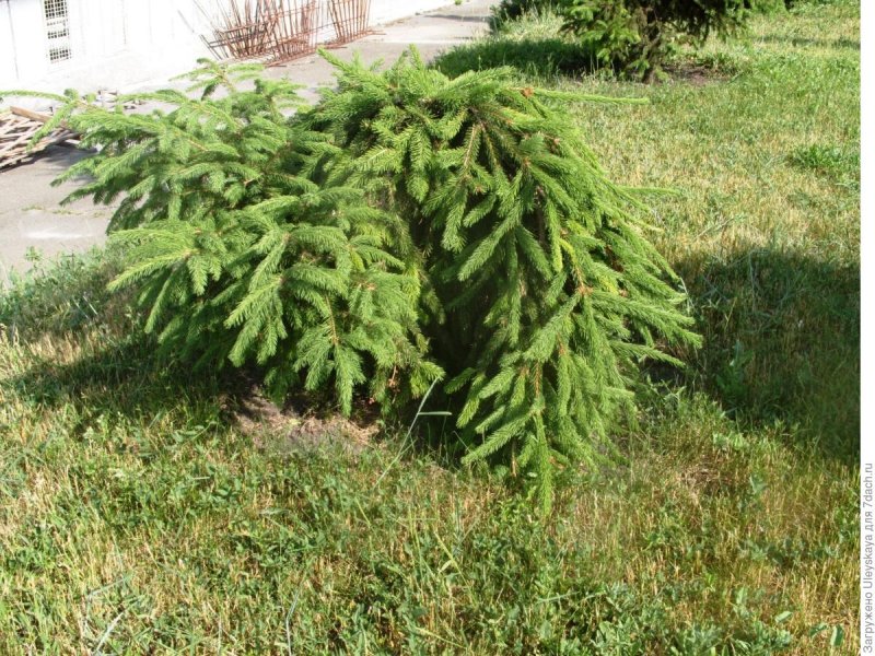Picea Abies 'zagwiżdże'