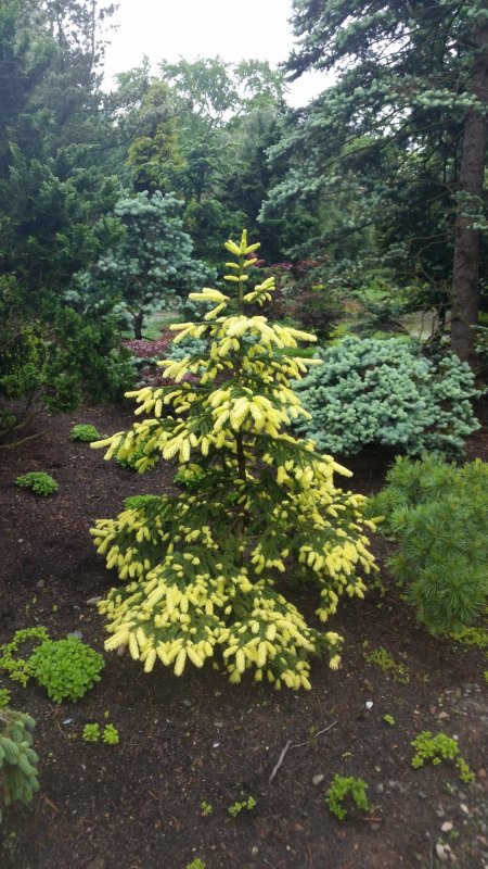 Picea Abies Catharine's Golden Heart