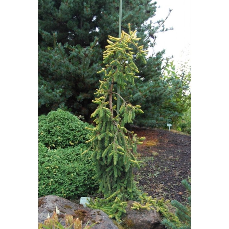 Picea Abies Glimra