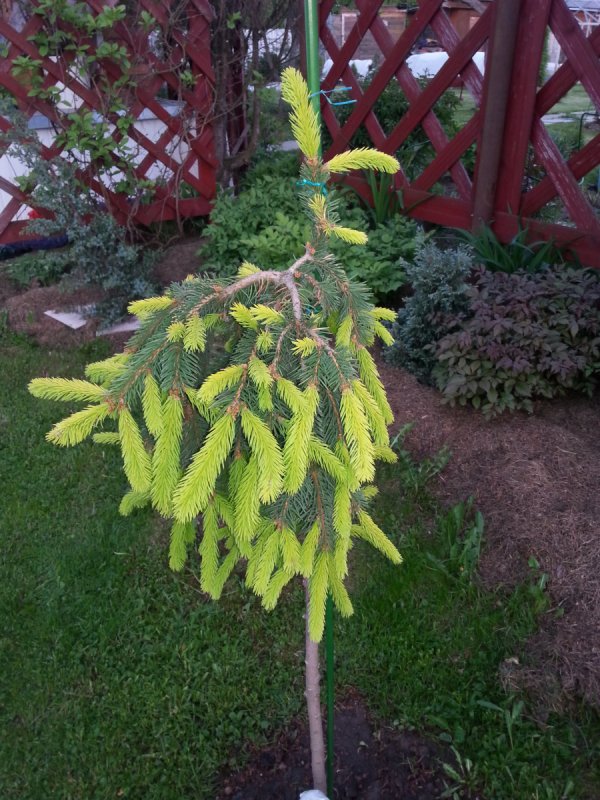 Ель Picea Abies Gold Drift