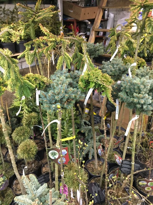 Picea Abies Micro