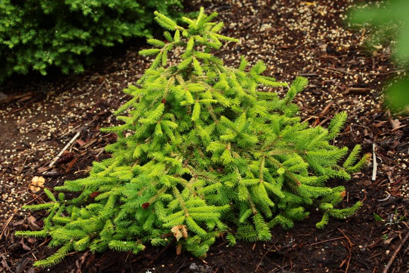 Picea Abies Ylivieska Gold