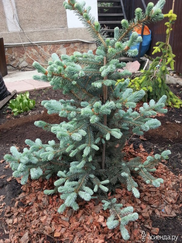 Ель обыкновенная Picea Abies Vermont Gold