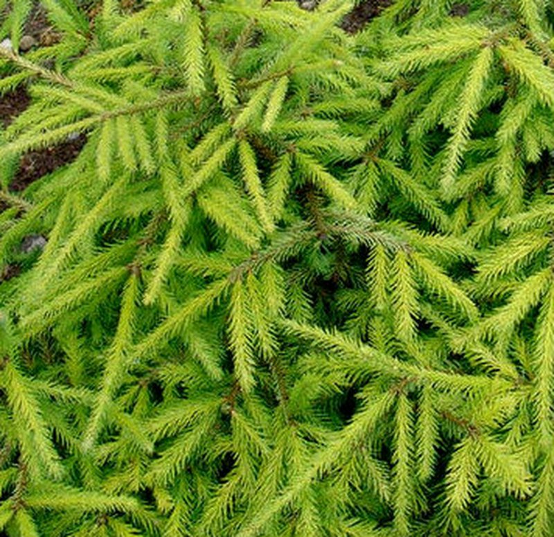 Picea Abies Gold Finch