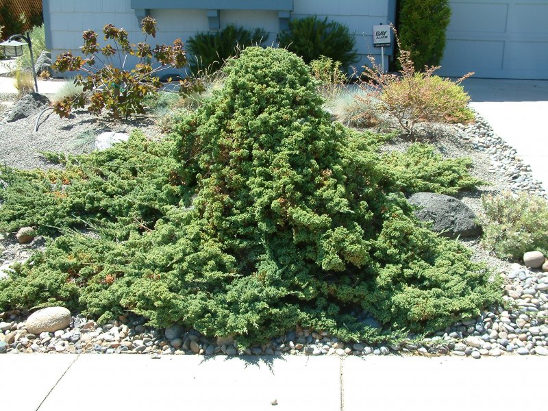Picea Abies 'zagwiżdże'