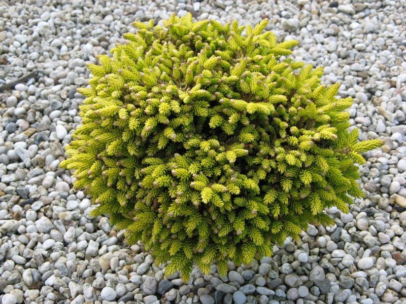 Picea Abies l
