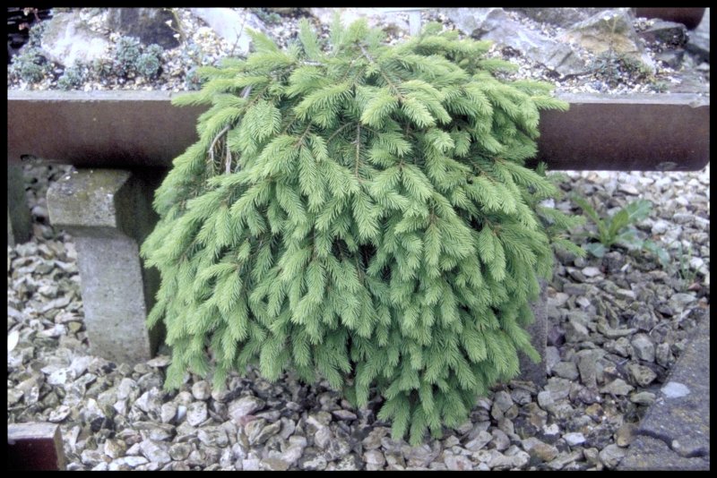 Picea Abies Honey Pot