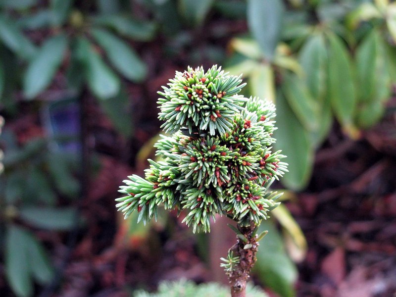 Picea Abies Honey Pot