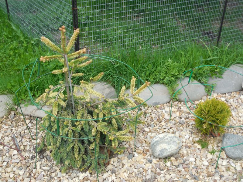 Picea Abies Cobra