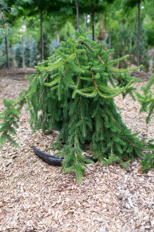 B51 Picea Abies 'Gold Drift'
