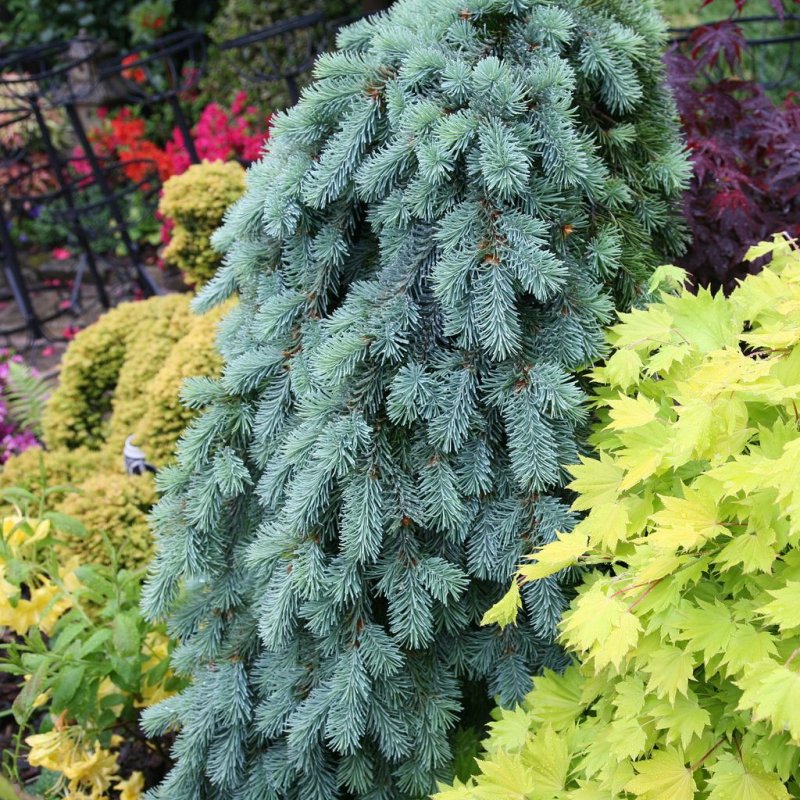 Picea Abies Gold Finch (pa)