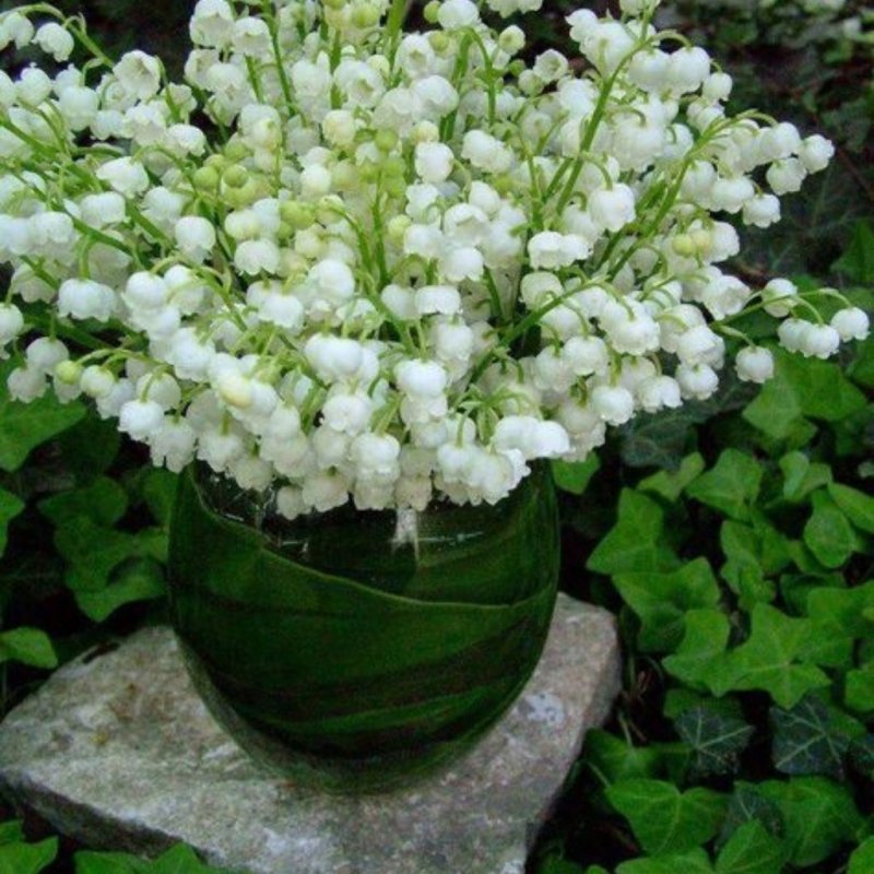 Красивые клумбы с ландышами