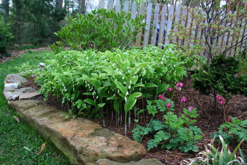 Convallaria Berolinensis