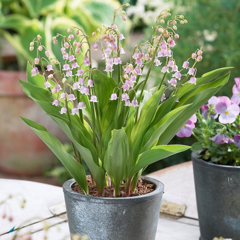 Convallaria maj. 'Rosea'