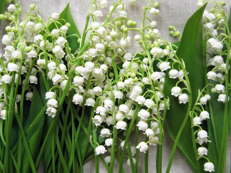 Первоцветы - подснежники, Ландыши?