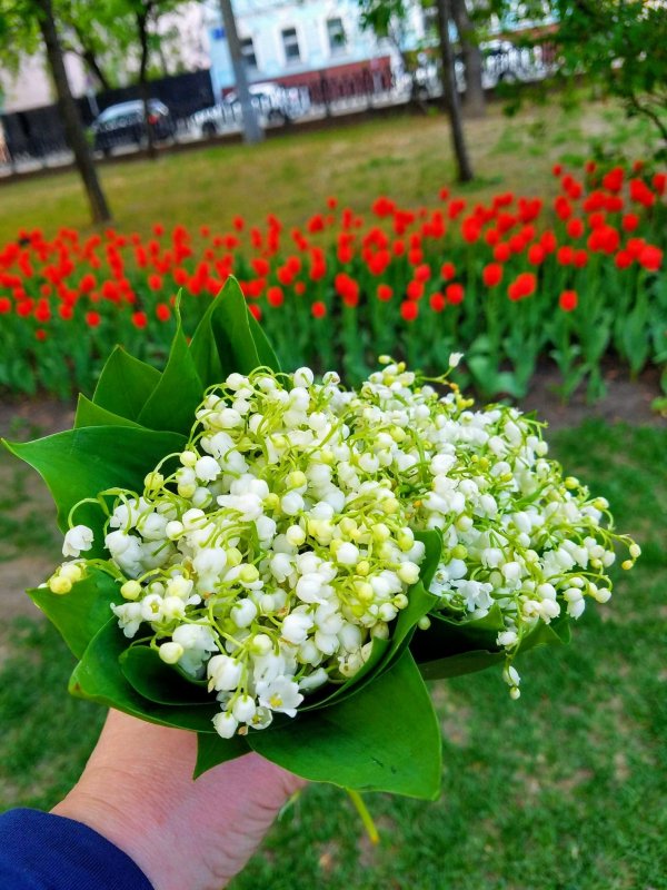 Клумба с ландышами