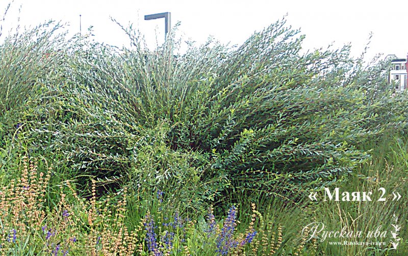 Ива пурпурная `Маяк` Salix purpurea `Majak`