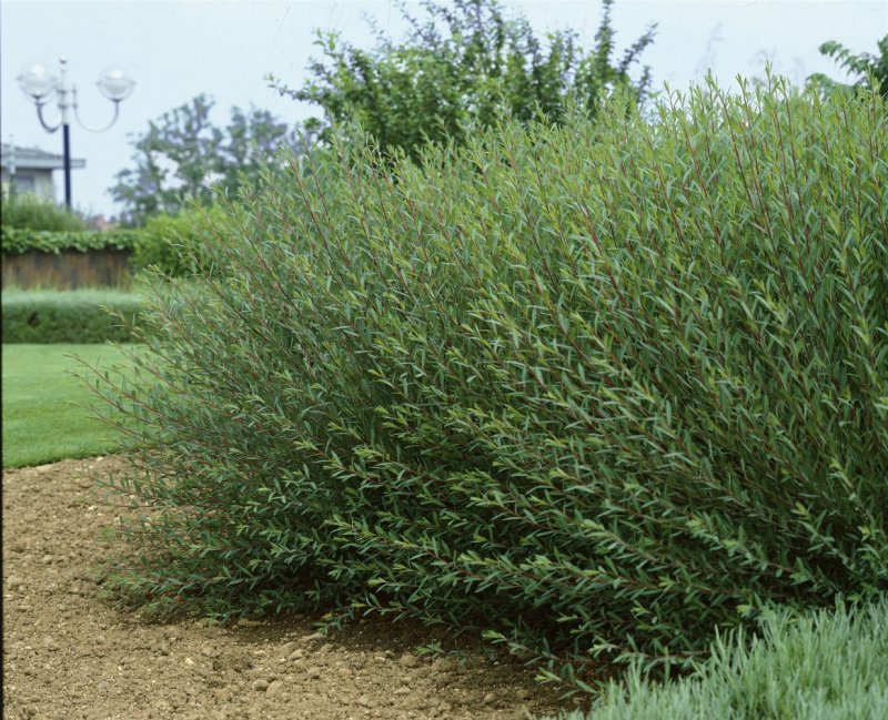 Ива пурпурная Salix purpurea usni