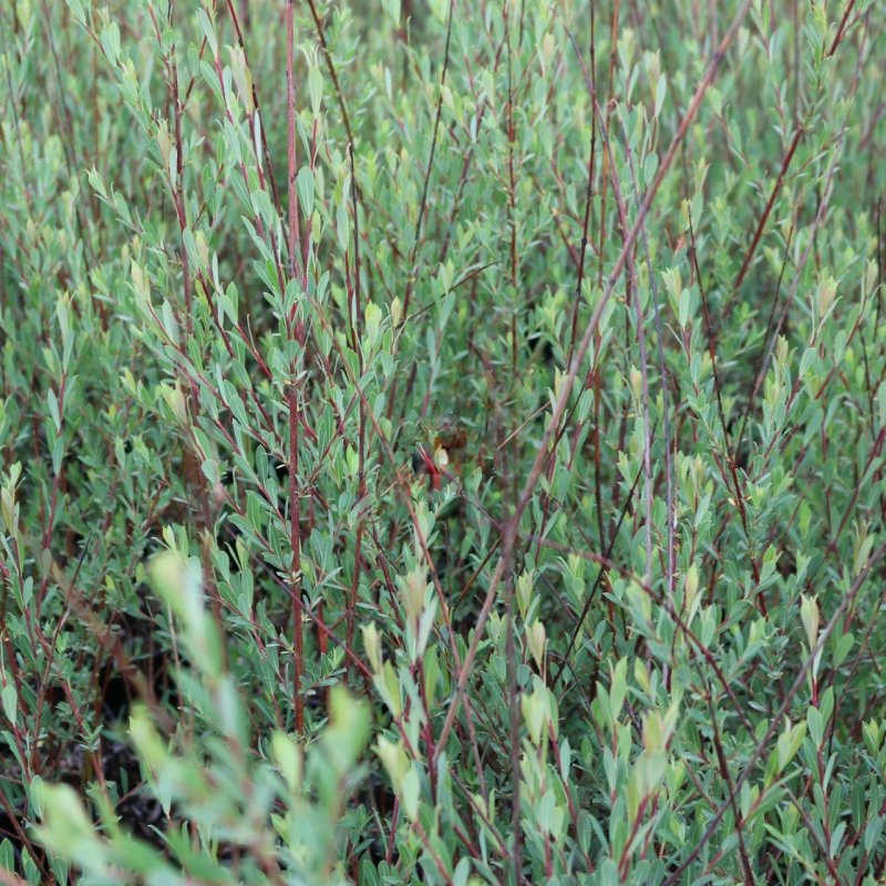 Ива пурпурная Salix purpurea