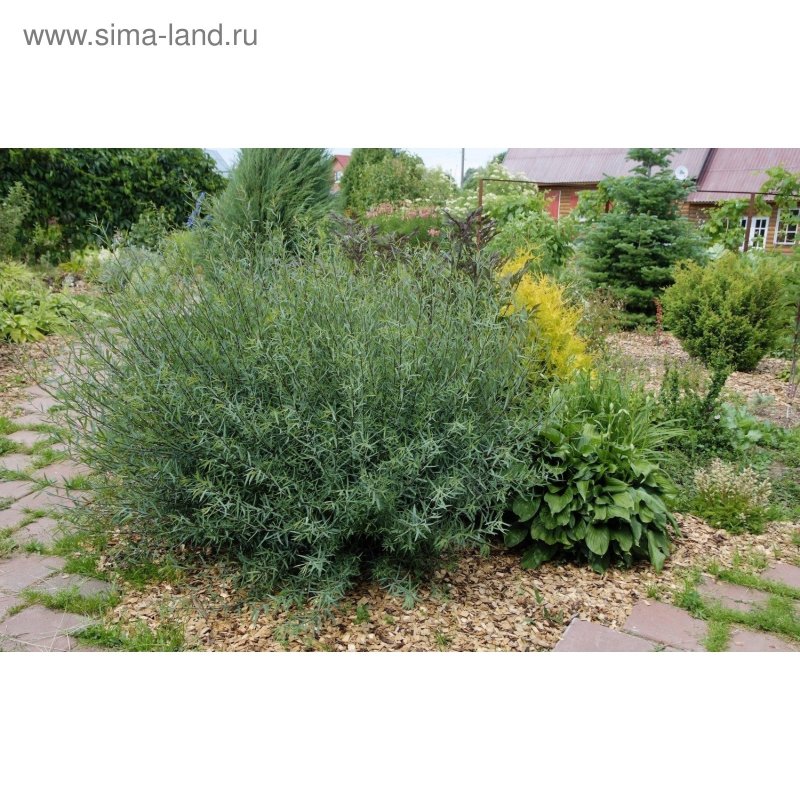Ива (горшок р9) Глаука каликарпа хальт