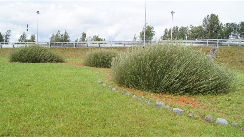 Ива пурпурная `Маяк` Salix purpurea `Majak`