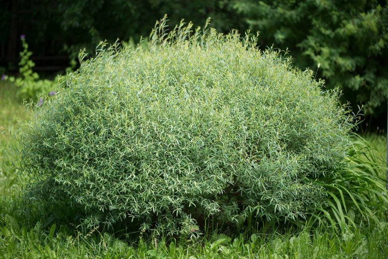 Ива пурпурная Salix purpurea