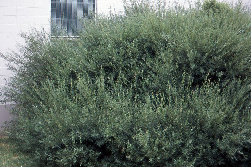 Ива пурпурная Salix purpurea
