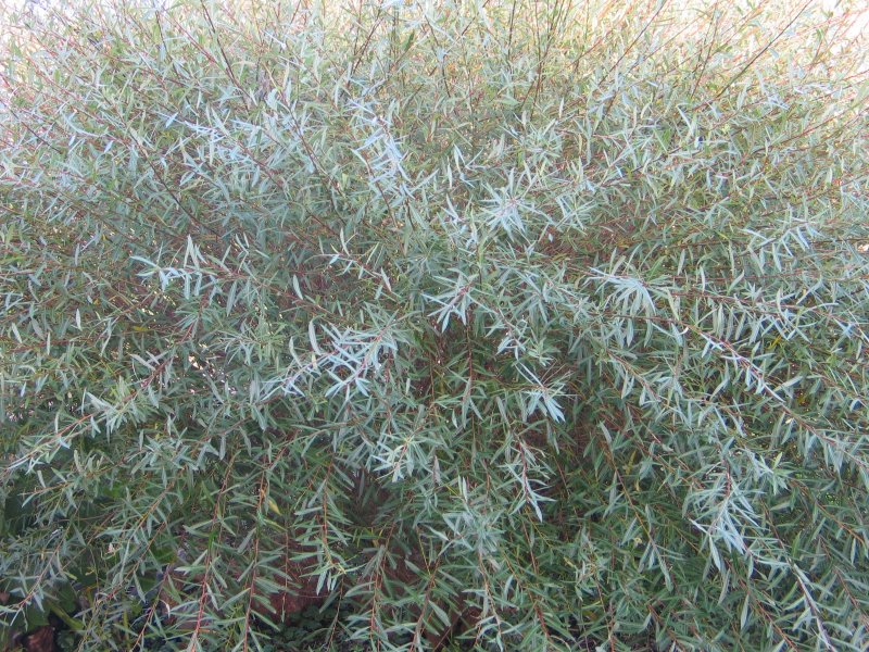 Ива пурпурная Salix purpurea Маяк
