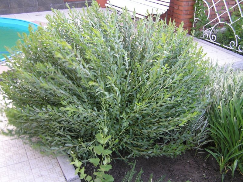 Ива прутовидная Salix viminalis