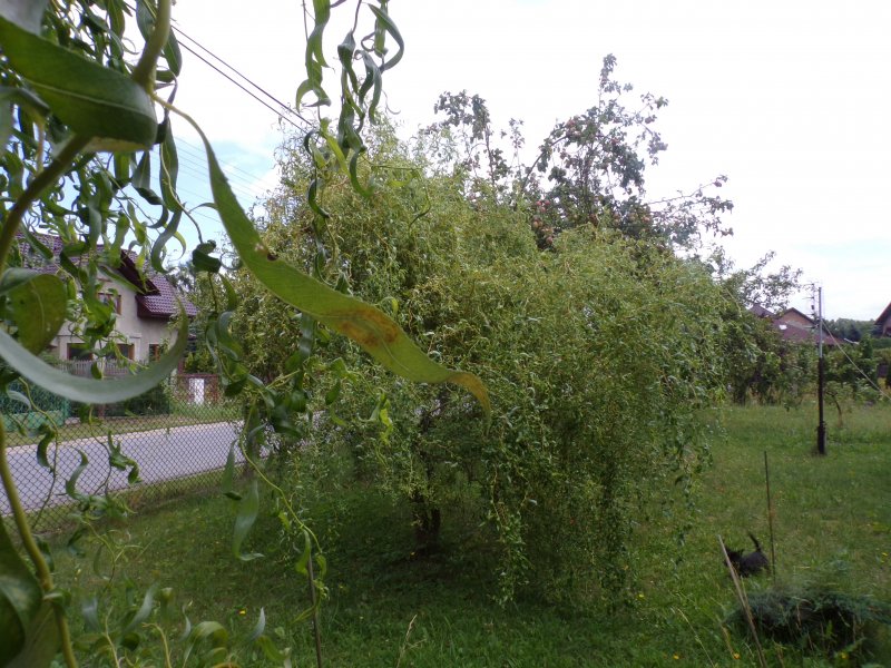 Ива плакучая Миндовского