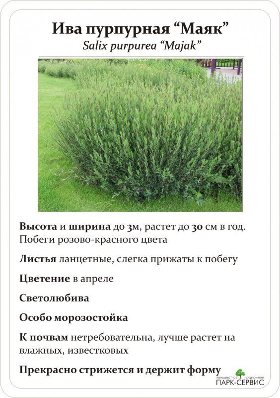 Ива памяти Шабурова