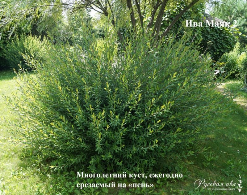 Ива пурпурная Маяк